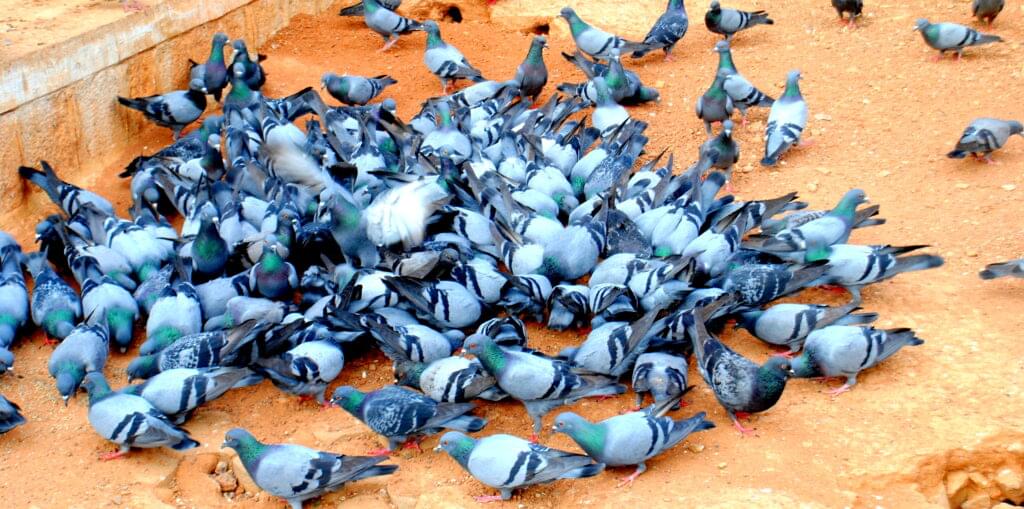 How to Get Rid of Pigeons Humanely